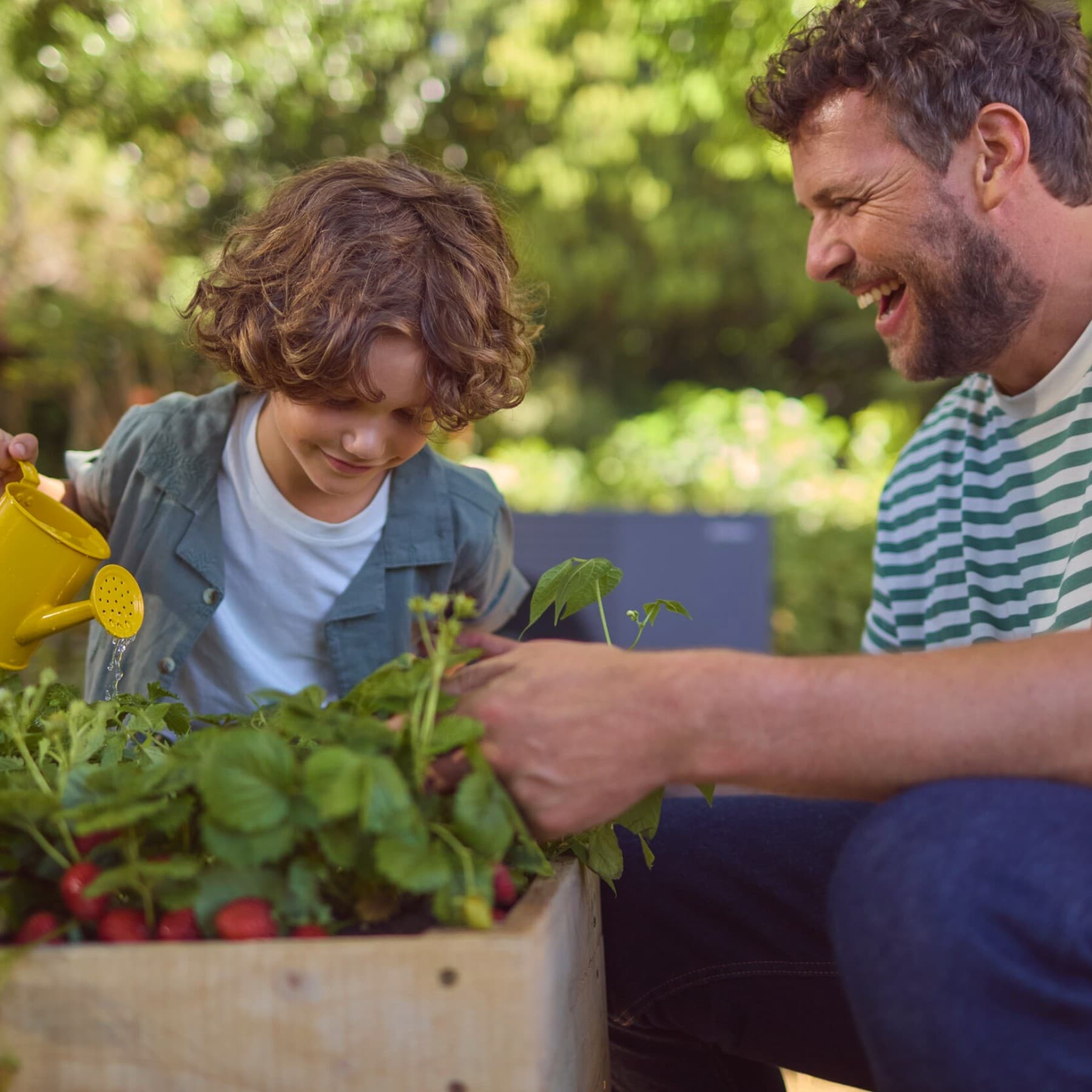 Father waters radishes together with his son